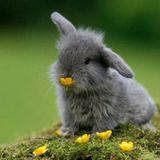 POSEY LAPIN UFG11 #395 TX 21022013