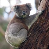 "Why your picture is a koala?" - august 2011