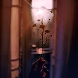 Living Dawn (Other Lives|Portico|Meredith Monk|Eraas)
