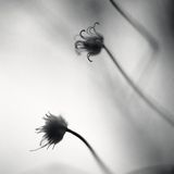 Victor Chelu - Summer Windprints