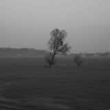 Pleq - The Tree of Melancholy