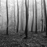 SimoneC :: Ambienti Sonori