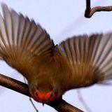 Niti_Fly_Robin