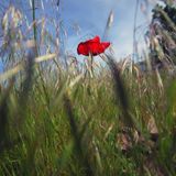 Meadow Dream