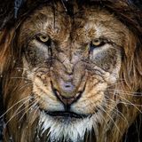 Scanone_hardcore/Jungle_245/14