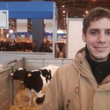 Veaux, Vaches, Cochons