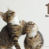 19 December