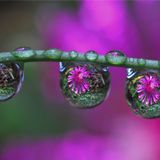 Aqua - Morning Dew