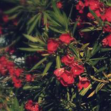 BITHA FEBRUARY