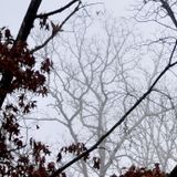 Fog