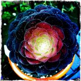 psy chi mix 3 indra mix prog psy.2012.dbo