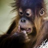 Monkey Mix
