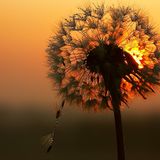 Kiss Of Dawn