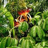 Love Theme Of A Jungle Flower