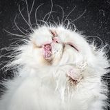 Sleep Cycle on Sugar And Spice