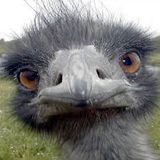 ANNICK !!!!
