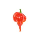 Trinidad Scorpion