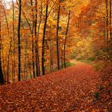 Deluxe Session - Life In Autumn