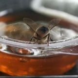 Sarasota Honey Makes Life Sweeter