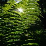 Botanica - Summer Mix