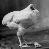 Soupe de poulet
