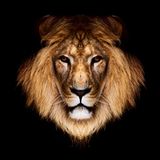 Chronikal - Going Savage (DJ Mix)