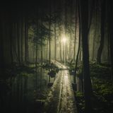 Chill Out In To Deep Forest