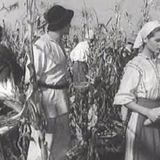 Panait Istrati - Ciulinii Baraganului