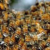 Angry Swarm of Bees
