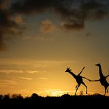 Keven Yard-Dancing by the setting sun