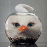neelix-remake-2012
