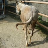 Funky Donkey Ass Mix