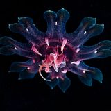 AQUA 31DEC