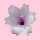 Latin Lounge Mix = Lady E.C.Lexia