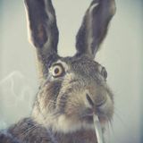 4-08-2013 At the End of the Rabbit Hole on Glitch.FM