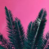 Bongo summer nostalgia