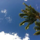 Monkei Summer Drive-Afro Monkei