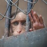 MonkeyTimeRadioHour_17-Oct-2012