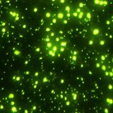 Louisiology 11 - Marine Microbiology