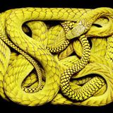 Snake in the Box...