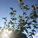 Wenn Wind Die Sonne Liebt #2 (Michael Rausch Live Mix)