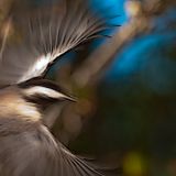 Sing With The Birds - Gregory Carlson