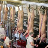 Schweineleben in Deutschland - Ökonomie contra Ethik - Deutschlandradio Kultur, 13.03.2014