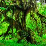 Spring 2014 Forest Dark Psy Mix: The Mossy Tree's Mix