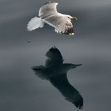 Riflesso