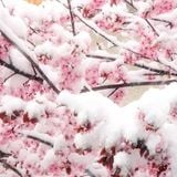 Snow and Light