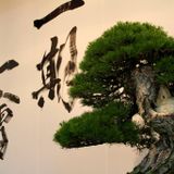 Buddha and Bonsai Mix II
