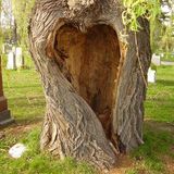 Tree of life --Izmir Turkey