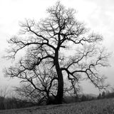 winter solace