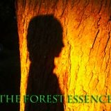 The Forest Essence